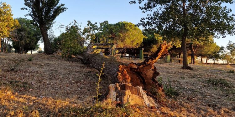 Un árbol de gran altura cae en el parque El Inestal, de Peñaranda, sin causar afortunadamente daños personales