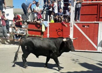 Palaciosrubios entrega la recaudación de las actividades solidarias de las fiestas a la Asociación Española Contra el Cáncer