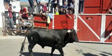Palaciosrubios entrega la recaudación de las actividades solidarias de las fiestas a la Asociación Española Contra el Cáncer