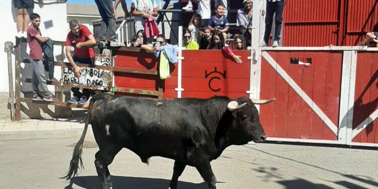 Palaciosrubios entrega la recaudación de las actividades solidarias de las fiestas a la Asociación Española Contra el Cáncer