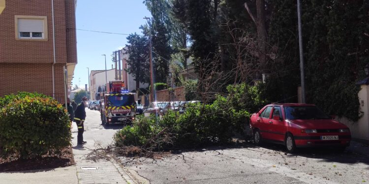 Bomberos y Guardia Civil intervienen en Peñaranda por la caída de un árbol sobre varios vehículos en la calle Velázquez