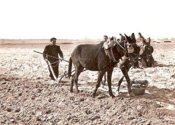 Eutimio Cuesta recuerda en NOTICIAS A TIEMPO cómo eran antaño las labores de la sementera por esta época del año