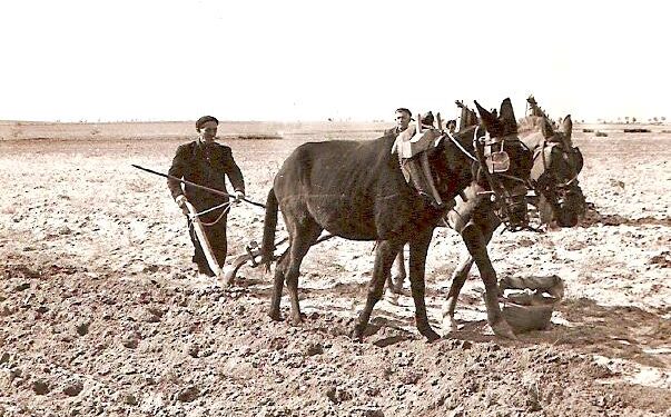 Eutimio Cuesta recuerda en NOTICIAS A TIEMPO cómo eran antaño las labores de la sementera por esta época del año