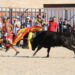 El último encierro de las fiestas llena de público el recorrido y los tendidos de la plaza portátil en Tarazona de la Guareña