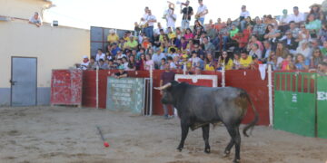 Zorita de la Frontera pone el broche a las celebraciones patronales de San Miguel con una tarde con claro sabor taurino