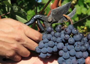 Eutimio Cuesta recuerda la vendimia de antaño en una nueva colaboración para NOTICIAS A TIEMPO