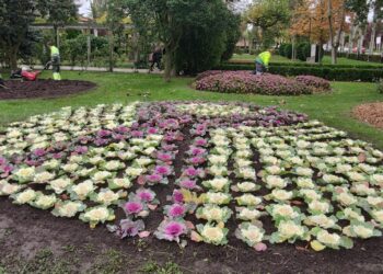 Peñaranda decora sus parques y zonas verdes con 6.000 coles ornamentales y otras plantas de temporada