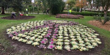 Peñaranda decora sus parques y zonas verdes con 6.000 coles ornamentales y otras plantas de temporada