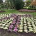 Peñaranda decora sus parques y zonas verdes con 6.000 coles ornamentales y otras plantas de temporada