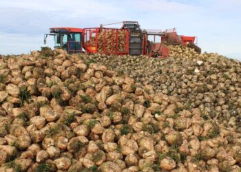 Asaja pide a la industria que traslade al productor de remolacha la subida del precio del azúcar