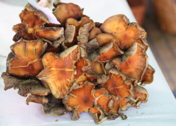 Éxito de la III Quedada Micológica de Los Álamos en Peñaranda con una sorprendente degustación como broche final