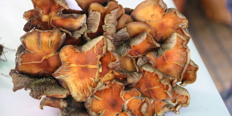 Éxito de la III Quedada Micológica de Los Álamos en Peñaranda con una sorprendente degustación como broche final