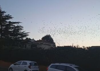 Peñaranda revive la «pesadilla» con el regreso de miles de estorninos al entorno de la calle Velázquez