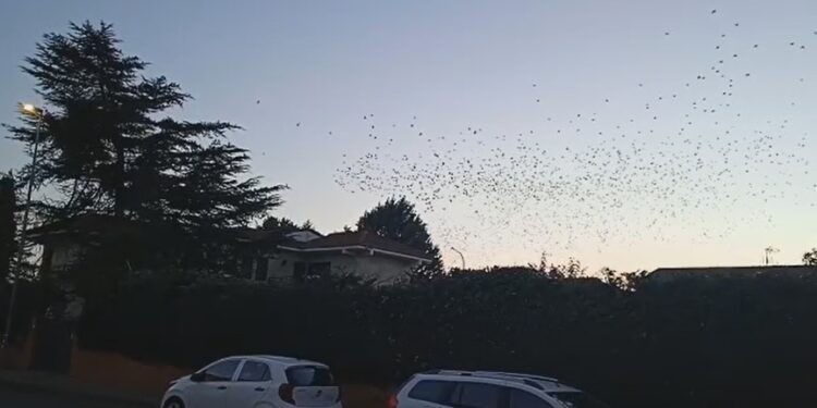 Peñaranda revive la «pesadilla» con el regreso de miles de estorninos al entorno de la calle Velázquez