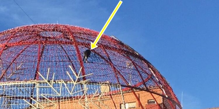 Un gato «estrena» la bola navideña de Peñaranda y obliga a intervenir a los Bomberos para rescatarlo