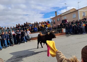 «Fugitivo», el toro donado por la asociación taurina Calabresa, lleva la emoción a las calles de Cantalapiedra