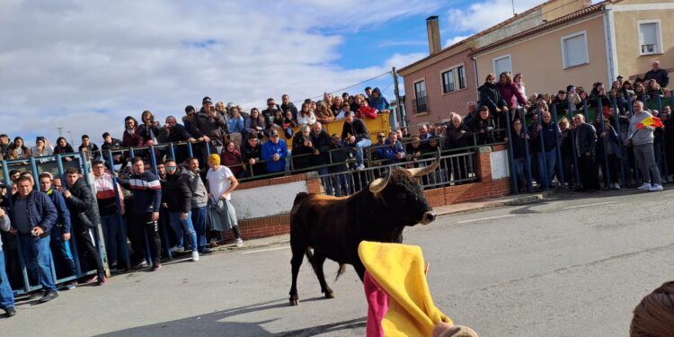 «Fugitivo», el toro donado por la asociación taurina Calabresa, lleva la emoción a las calles de Cantalapiedra