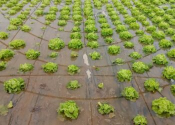 Varios invernaderos hortícolas inundados en Cantalpino por el desbordamiento de los arroyos tras las últimas lluvias