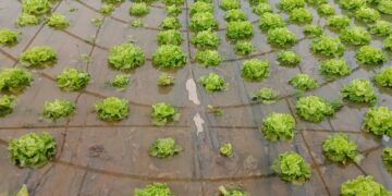 Varios invernaderos hortícolas inundados en Cantalpino por el desbordamiento de los arroyos tras las últimas lluvias