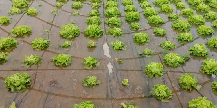 Varios invernaderos hortícolas inundados en Cantalpino por el desbordamiento de los arroyos tras las últimas lluvias