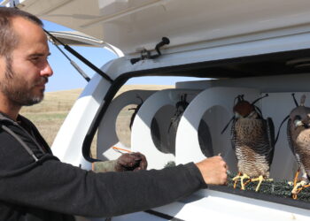Fran Rodero: «Pretendo que esta zona se convierta en un referente para la cetrería a nivel europeo y se puede conseguir»
