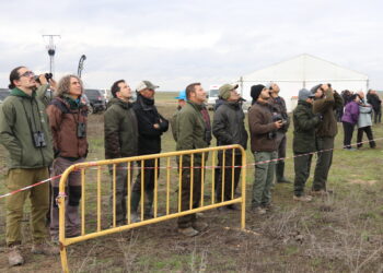 Halcones de primer nivel y espectaculares «picados» en el Trofeo Legendario de Altanería que se celebra en Zorita de la Frontera