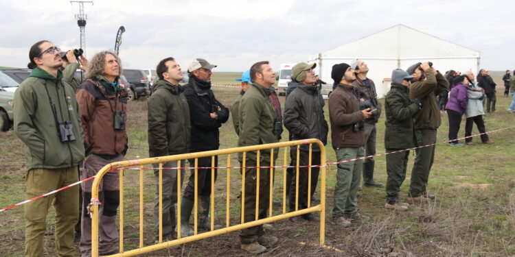 Halcones de primer nivel y espectaculares «picados» en el Trofeo Legendario de Altanería que se celebra en Zorita de la Frontera