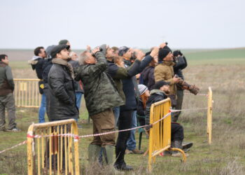 Halcones de primer nivel y espectaculares «picados» en el Trofeo Legendario de Altanería que se celebra en Zorita de la Frontera