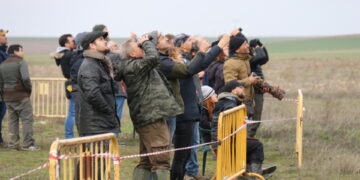 Halcones de primer nivel y espectaculares «picados» en el Trofeo Legendario de Altanería que se celebra en Zorita de la Frontera