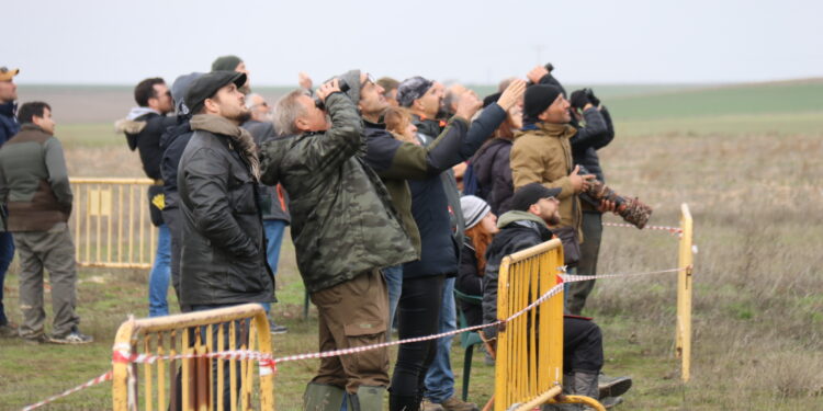 Halcones de primer nivel y espectaculares «picados» en el Trofeo Legendario de Altanería que se celebra en Zorita de la Frontera