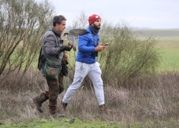 Halcones de primer nivel y espectaculares «picados» en el Trofeo Legendario de Altanería que se celebra en Zorita de la Frontera