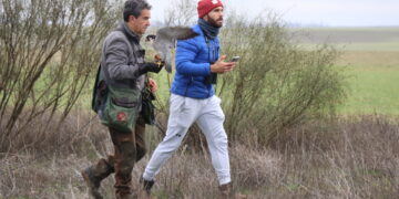 Halcones de primer nivel y espectaculares «picados» en el Trofeo Legendario de Altanería que se celebra en Zorita de la Frontera