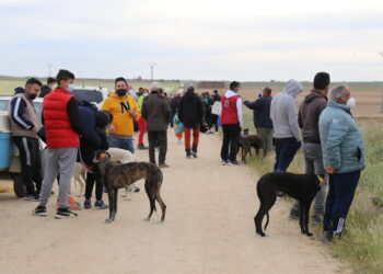 «Chica de Lafervet» disputa mañana la Final del Campeonato de Galgos de Castilla y León en tierras abulenses