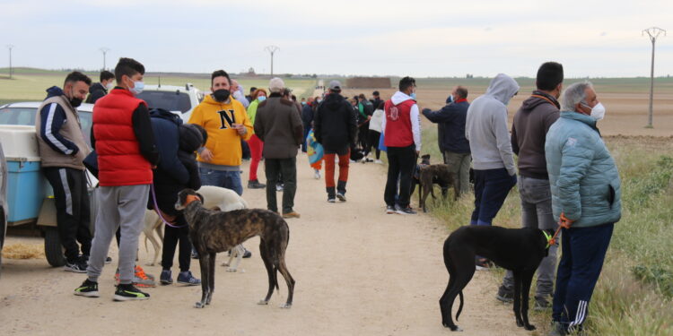 «Chica de Lafervet» disputa mañana la Final del Campeonato de Galgos de Castilla y León en tierras abulenses