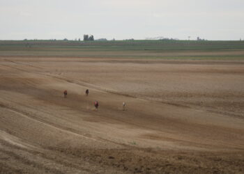 «Chica de Lafervet» disputa mañana la Final del Campeonato de Galgos de Castilla y León en tierras abulenses
