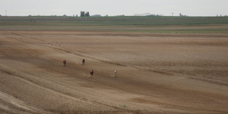 «Chica de Lafervet» disputa mañana la Final del Campeonato de Galgos de Castilla y León en tierras abulenses