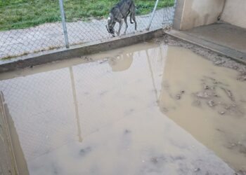 Con el agua «hasta las patas»: las intensas lluvias anegan el refugio de la protectora Aspap en El Pedroso de la Armuña