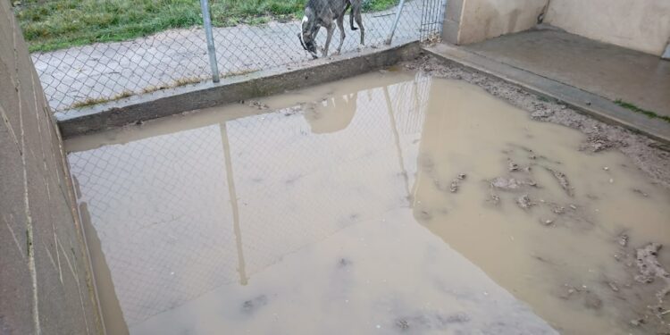 Con el agua «hasta las patas»: las intensas lluvias anegan el refugio de la protectora Aspap en El Pedroso de la Armuña