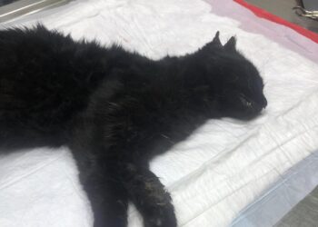 La protectora Adopta una vida denuncia la muerte de varios gatos envenenados en Peñaranda y la desaparición de otra quincena