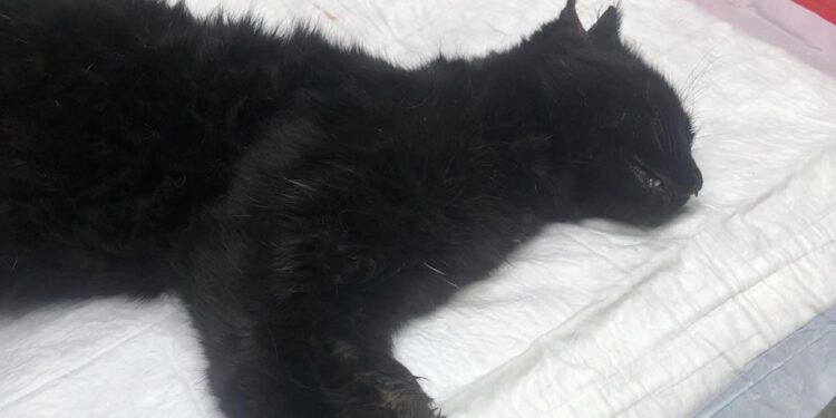 La protectora Adopta una vida denuncia la muerte de varios gatos envenenados en Peñaranda y la desaparición de otra quincena