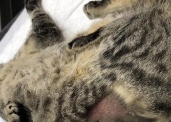 De cuatro meses a dos años de prisión por envenenar animales: ascienden ya a seis los gatos muertos en Peñaranda