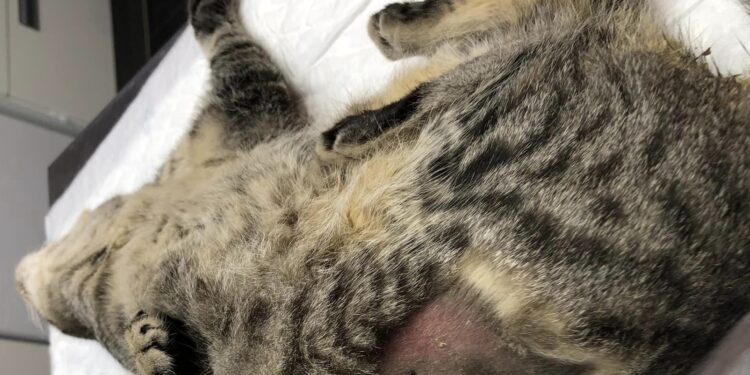 De cuatro meses a dos años de prisión por envenenar animales: ascienden ya a seis los gatos muertos en Peñaranda