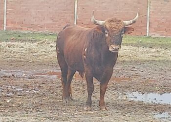 La asociación taurina Calabresa dona un astado para el festejo popular que se celebrará en Cantalapiedra el día 10