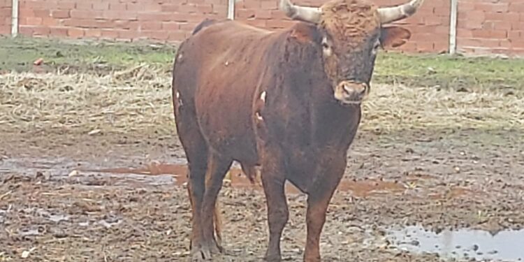 La asociación taurina Calabresa dona un astado para el festejo popular que se celebrará en Cantalapiedra el día 10