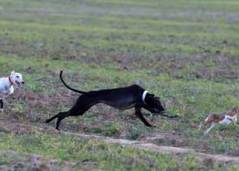 Lampreana de Castrogonzalo, primera galga de Castilla y León en pasar a cuartos de final en el LXXXV Campeonato Nacional
