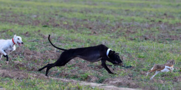 Lampreana de Castrogonzalo, primera galga de Castilla y León en pasar a cuartos de final en el LXXXV Campeonato Nacional