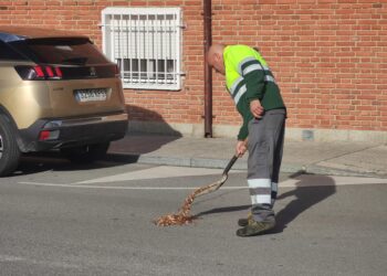 Vuelven las quejas vecinales a Peñaranda por la aparición de ratas en el entorno de las calles Arapiles, Carlos I y San José