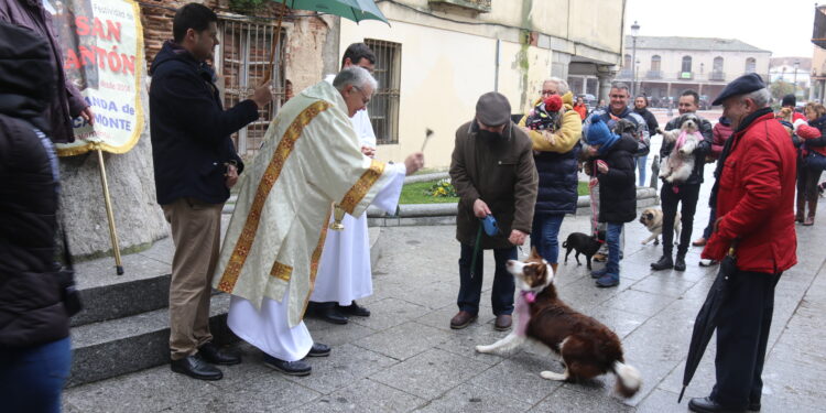 Tortugas y perros reciben la bendición en Peñaranda con motivo de la reciente festividad de San Antón Abad