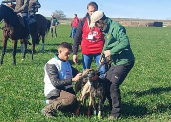 Chica de Lafervet cae en los octavos del Campeonato Nacional de Galgos después de tres carreras emocionantes y muy disputadas
