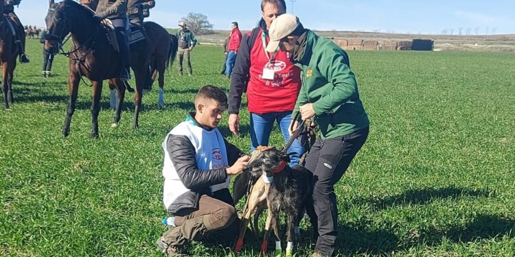 Chica de Lafervet cae en los octavos del Campeonato Nacional de Galgos después de tres carreras emocionantes y muy disputadas